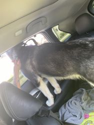Selling a adorable alaskanmalamute to a great home