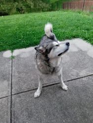 Malamute looking for new home