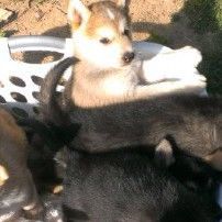 Puppies for sale - Alaskan Malamute