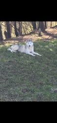 Young female Alusky