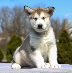 Alaskan Malamute puppies, Males and Females are available