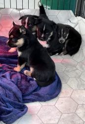 Puppies looking for. Great home, perfect for a holiday gift to add the