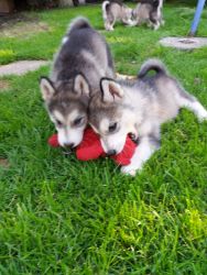 Alaskan Malamute Puppies For Sale Now
