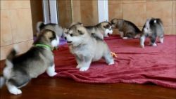 Registerd Alaskan Malamutes puppies for sale male and female