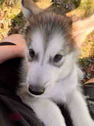 Akc Registered Alaskan Malamute Puppies, Now Available