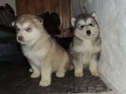 beautiful little alaskan malamute puppies