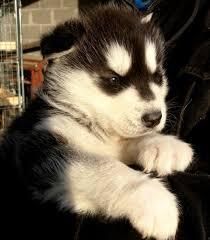 sarrloos x malamute wolfdog puppy
