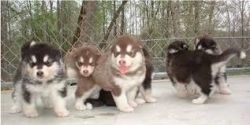 Akc Alaskan Malamute Puppies! (Male #3)
