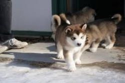 Alaskan malamute puppies noow ready
