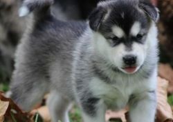 Sweet Alaskan Malamute puppies for sale .