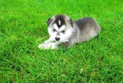 Adorable Home Trained Alaskan Malamute Puppies