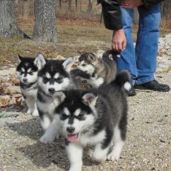 Stunning Pedigree Alaskan Malamute Pups For Sale