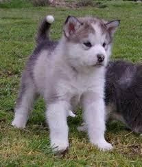 Trained Alaskan Malamute puppies for sale