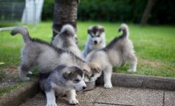 alaskan malamute puppies for sale