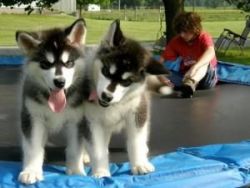 Available Alaskan Malamute Puppies
