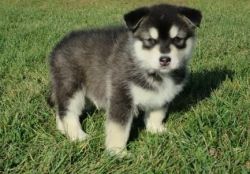 Stunning Alaskan Malamute Puppies for sale