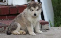 Alaskan Malamute puppies for sale (xxx)xxx_xxxx