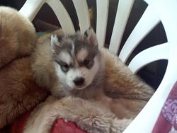 Geriatric Alaskan Malamute Pups for sale