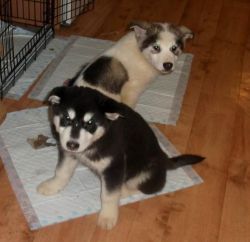 Malamute Puppies For Sale