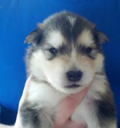 Boy #4 - Alaskan Malamute Puppy For Sale