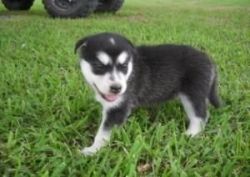 Alaskan Malamute Puppies Available For adoption