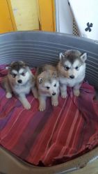 5 Kc Registered Alaskan Malamute Puppies For Sale