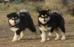 cute Alaskan Malamute Puppies