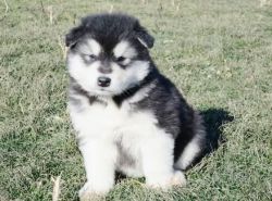 trained Alaskan Malamute puppies available