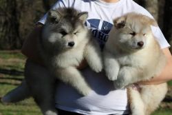 Two Alaskan Malamute Puppies Available