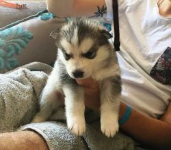 Alaskan Malamute Puppies Available For Sale $400