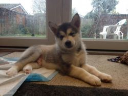 Kc Registered, Health Tested Chunky Malamute Puppies