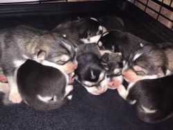 6 Alaskan Malamute Puppies For Sale