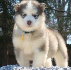 Alaskan Malamute Puppies for Sale