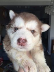 ***kc Registered Alaskan Malamute Puppies***