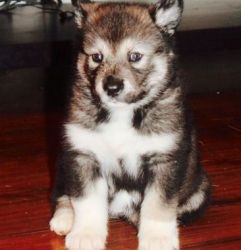 cute vvvxx Alaskan Malamute puppies for sale