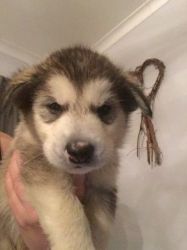 ***kc Registered Alaskan Malamute Puppies***