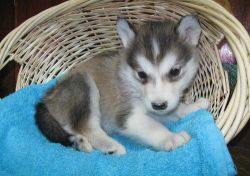 Alaskan Malamute puppise available for sale