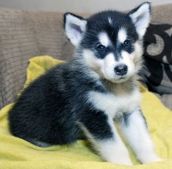Alaskan Malamute Puppies For Sale Kent