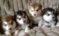Alaskan Malamute puppies with pure breed