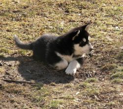 AKC MALE MALAMUTE PUPPY LOOKING FOR HIS FOREVER HOME