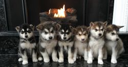 8 week old Alaskan Malamute puppies