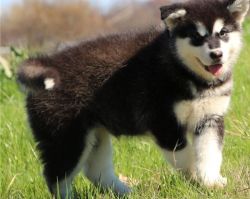 Social Alaskan Malamute puppy, 12 weeks old ready to go
