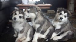 Beautiful Kc Registered Malamute Pups For Sale