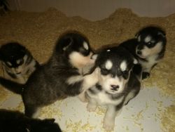 Beautiful ALASKAN MALAMUTE puppies for sale