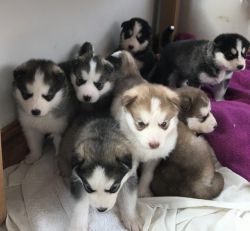 Alaskan Malamute Dogs and Puppies for adoption
