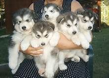 Alaskan Malamute Puppies - Full Kc Reg