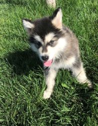 Well Trained Alaskan Malamute Puppies For Sale