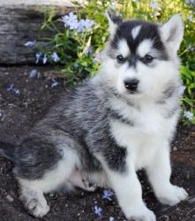 Gorgeous Alaskan Malamute puppies For Sale