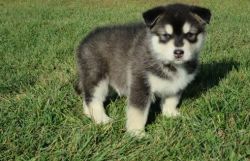 Cute Alaskan malamute puppies For Sale. (xxx) xxx-xxx2