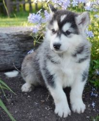 Boys and girls Alaskan malamute puppies for sale